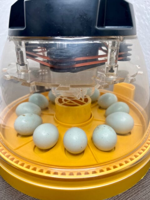 Quail Eggs Hatching